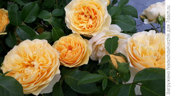 Томас Грэхам. Без подвязки