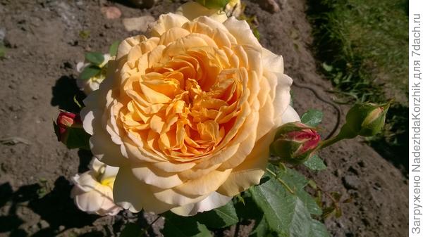 Голден селебрейшн. Подвязала, чтобы сфоткать в фас. :)