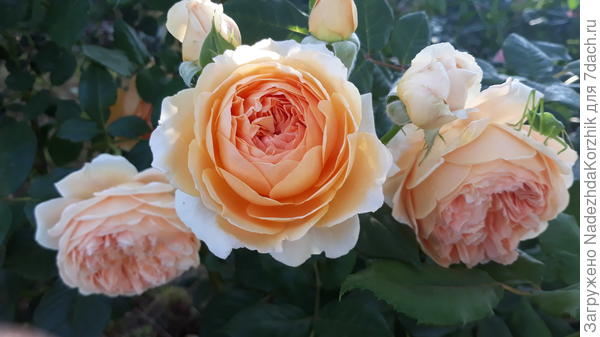 Кронпринцесса Маргарита