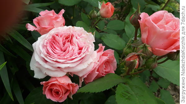 Анститю люмьер. Гийо. Необычайно красивая розы. У меня ее два куста. Цветы действительно будто излучают мягкое свечение, так что название оправдано