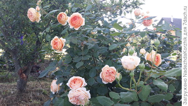 Кронпринцесса Маргарита