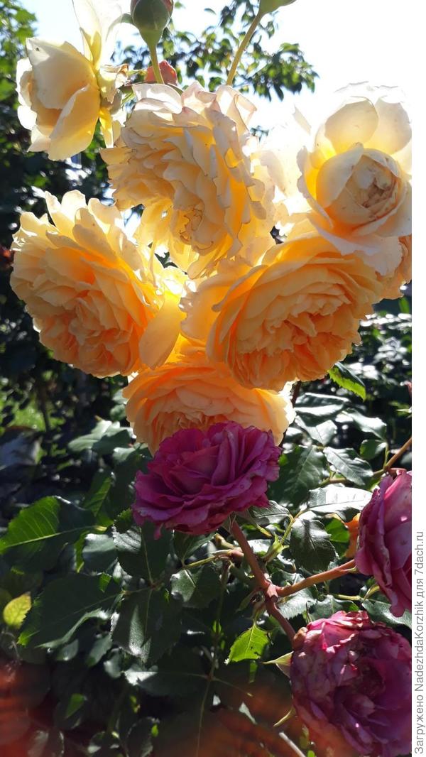 Кронпринцесса Маргарита