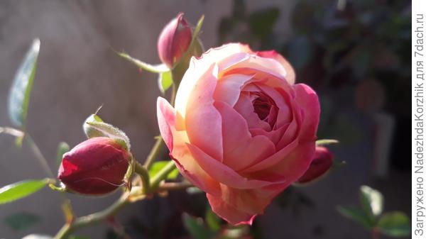 Акрополис. Еще в горшке в мае. Посадила туда в феврале. Первые цветы. Нарос на подоконнике