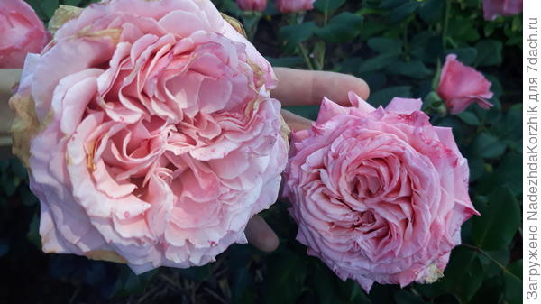 Пересорт от Розомании