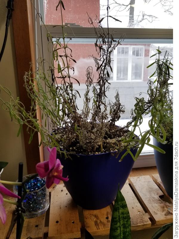 Планирую рассадить