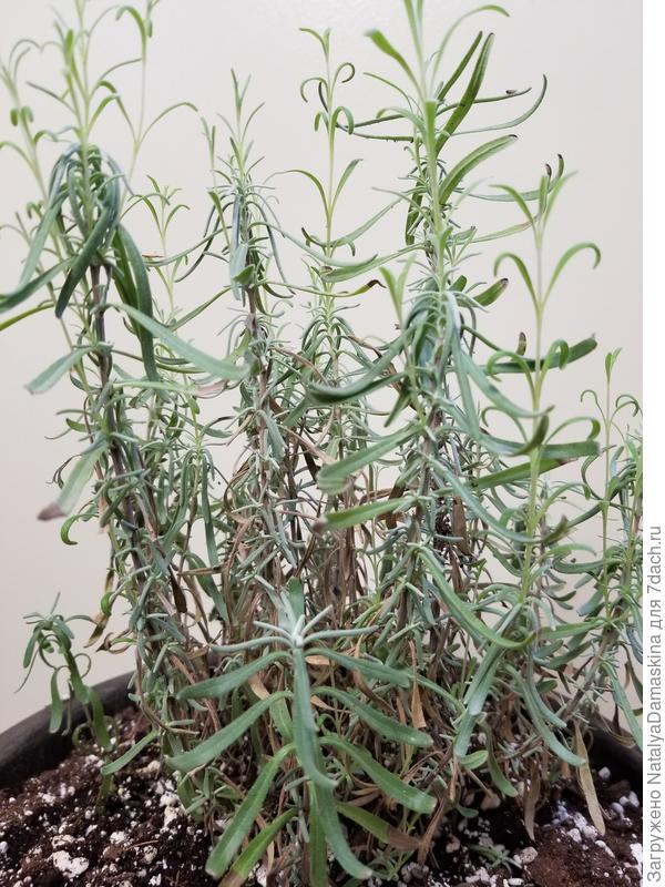 А это молоденькие листочки