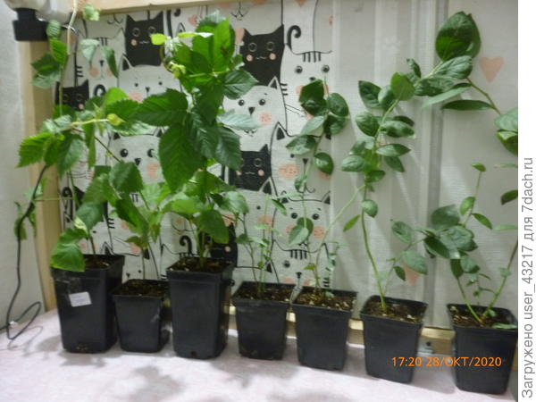 Сегодня 28.10.2020г получила очередную посылку из интернет-магазина Дачник 4.ру (Крым) питомника Планта. Саженцы голубики и ежевики. Как видно на фото саженцы прекрасные. Кстати прошлогодние саженцы голубики хорошо перезимовали, весной были высажены из контейнеров и дали неплохой прирост за лето.