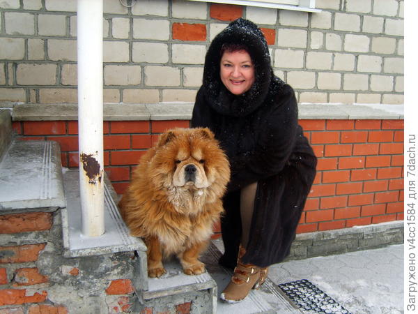 Вот это рыжее чудо, наша собака Чау-чау...