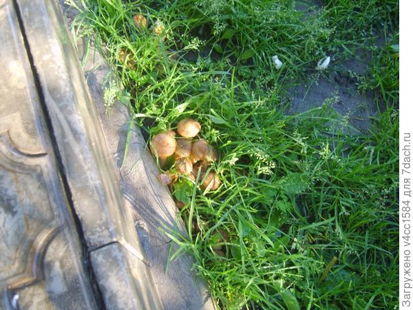 Продаю опытом, домашние. Шутка