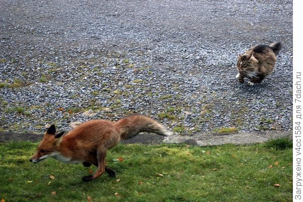 непрошенный гость...