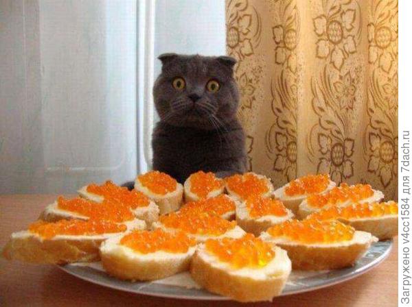 Кот обалдел, да под клюкву...