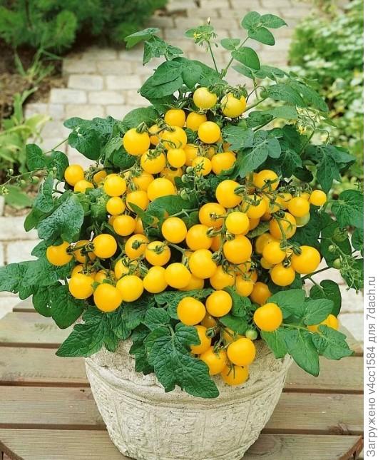 Или этот , разница есть?