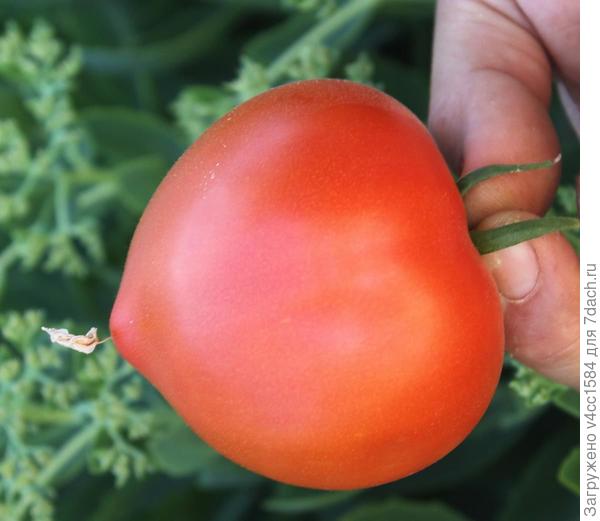 Сортовой.. если чё. И он мне нравится