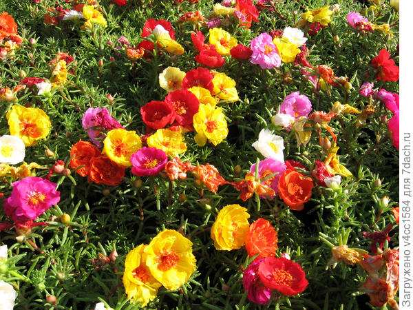 Радостный?  Наверное..