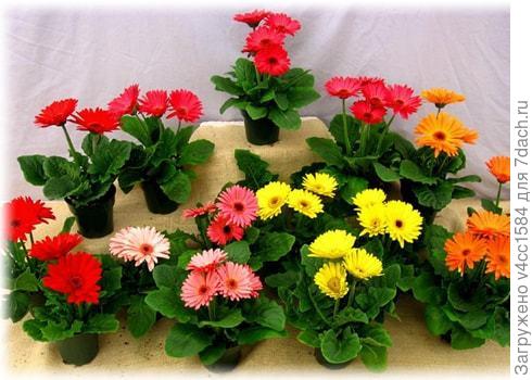 А можно и так, всегда есть возможность, сменить убранство