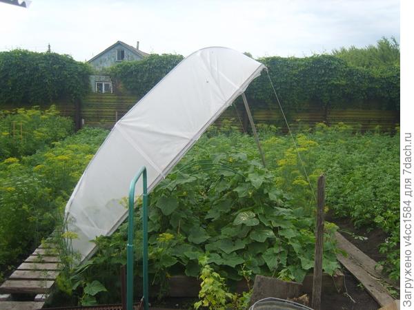 Пусть растет...