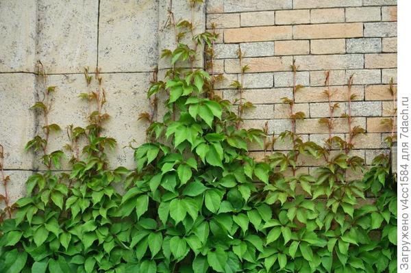 сам лезет, цепляется за все