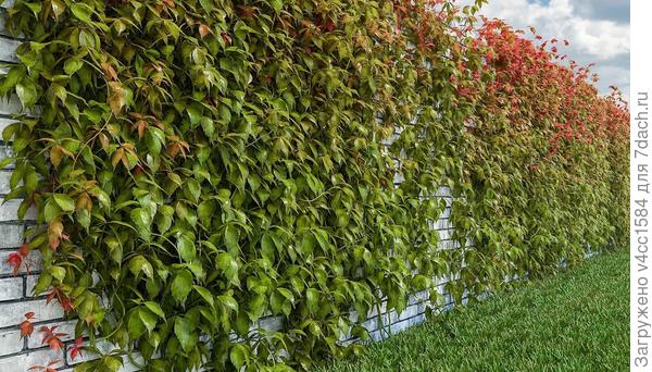 а этот еще молодо, лист краснеет к осени