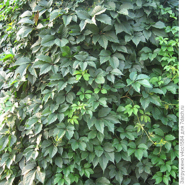 вот так он вблизи