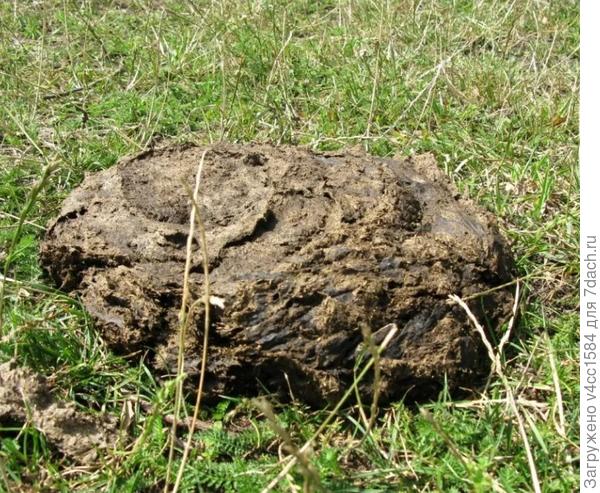 Вот лепешка коровья, маленькие дети зовут &quot;гоня&quot;.