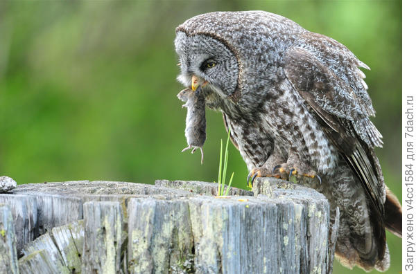 "Пропал" символ..