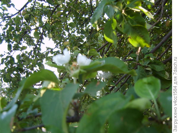 Яблоня на улице, дает плоды и цветет одновременно... вот так бывает у нас