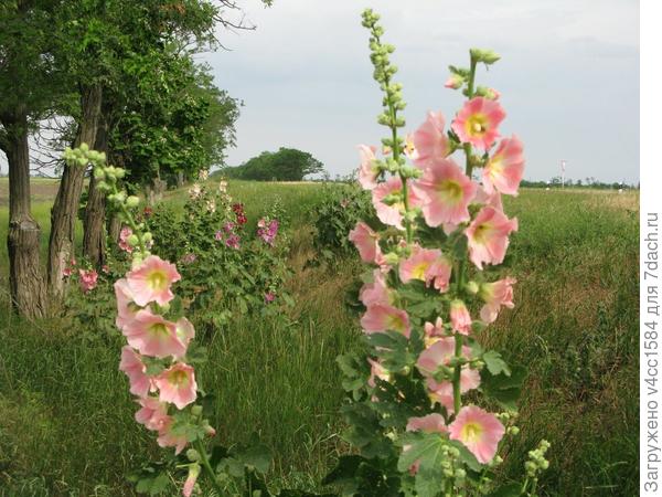 Розовая дикушка