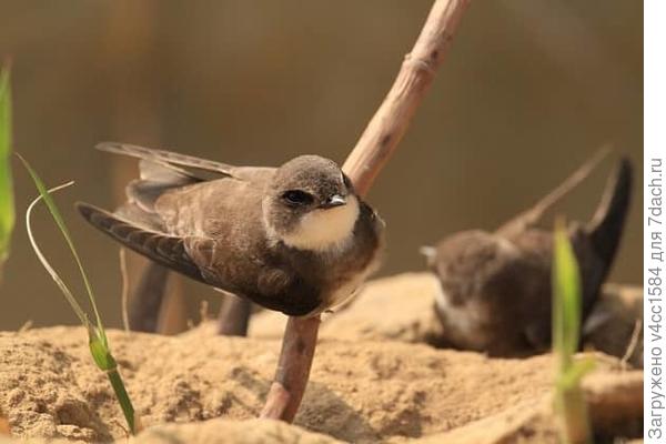 береговушка