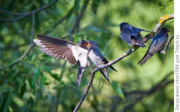 Ласточка и птенец