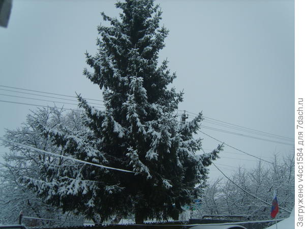 Ель, украсил снег