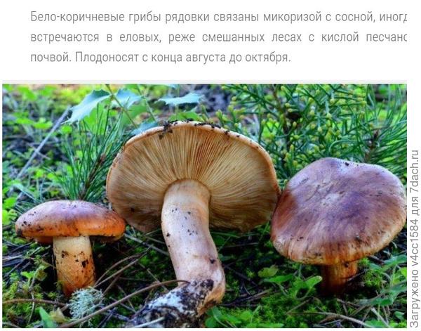 Что за непонятные грибы? - ответы экспертов 7dach.ru