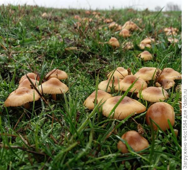 вот они рядовки