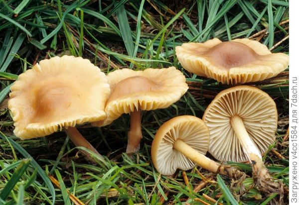 даже от фотки запах идет