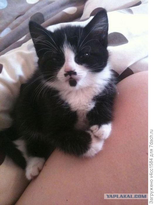 Как думаете, похож?