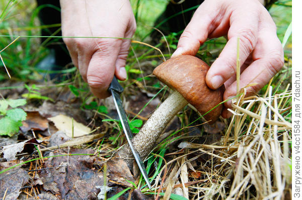 Режут ножом...