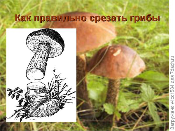 Читайте...резать