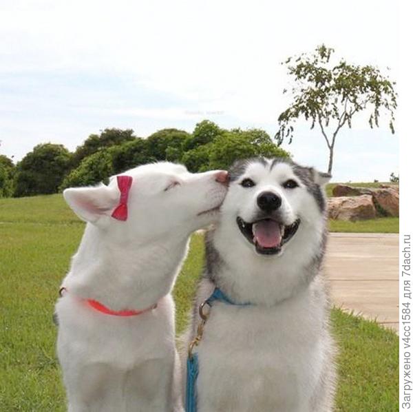 А если это любовь?