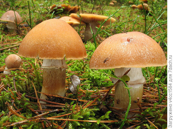 Срезал гриб, нож сложил,..перешел к следующему грибу... нож достал разложил и так далее...