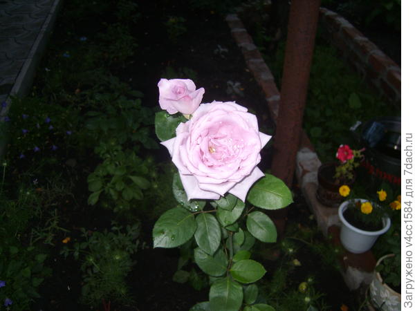 Бело-сиреневая...