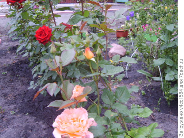 Как у всех...