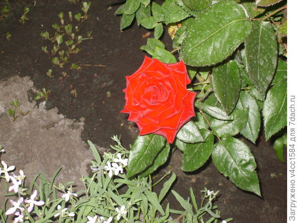 Королева роз ...