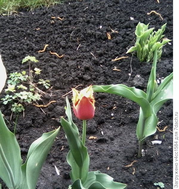 Тюльпаны зацветут первые, есть тоже экзотические экземпляры...