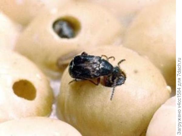 Вкус обалденный...живой белок