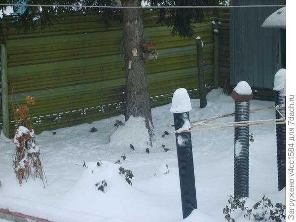 Или из кормушки, а кому места не досталась, подбирают с земли