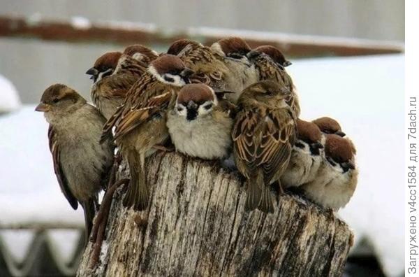 На солнышке греются