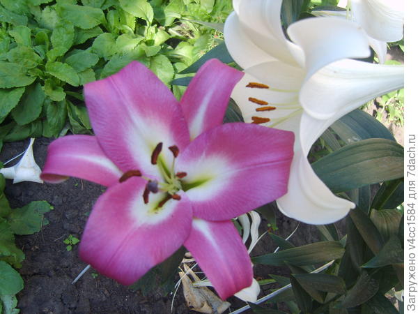 Для Вас девчонки!