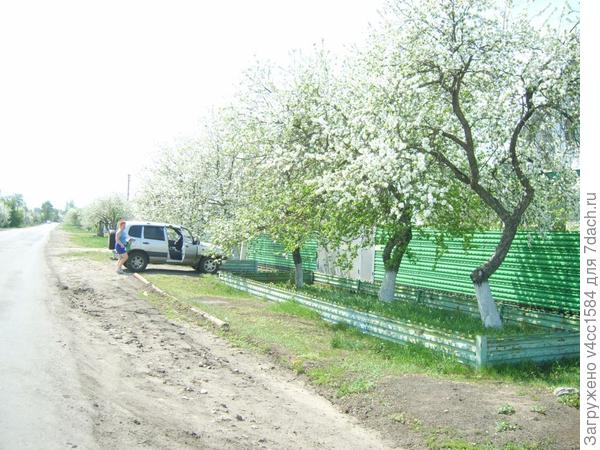 Как иней на деревьях весной.