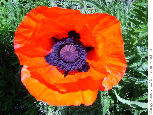 Мак, красивый цветок, сегодня для Татьяны.