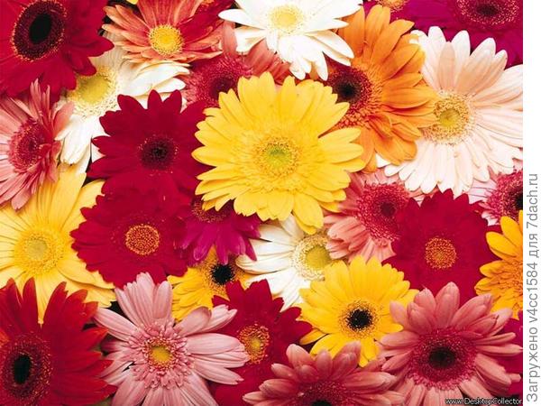 Много цветов