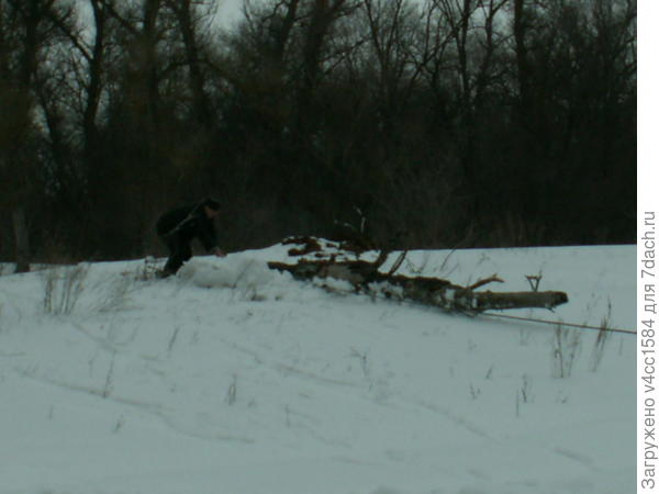 Тащим дровишки...